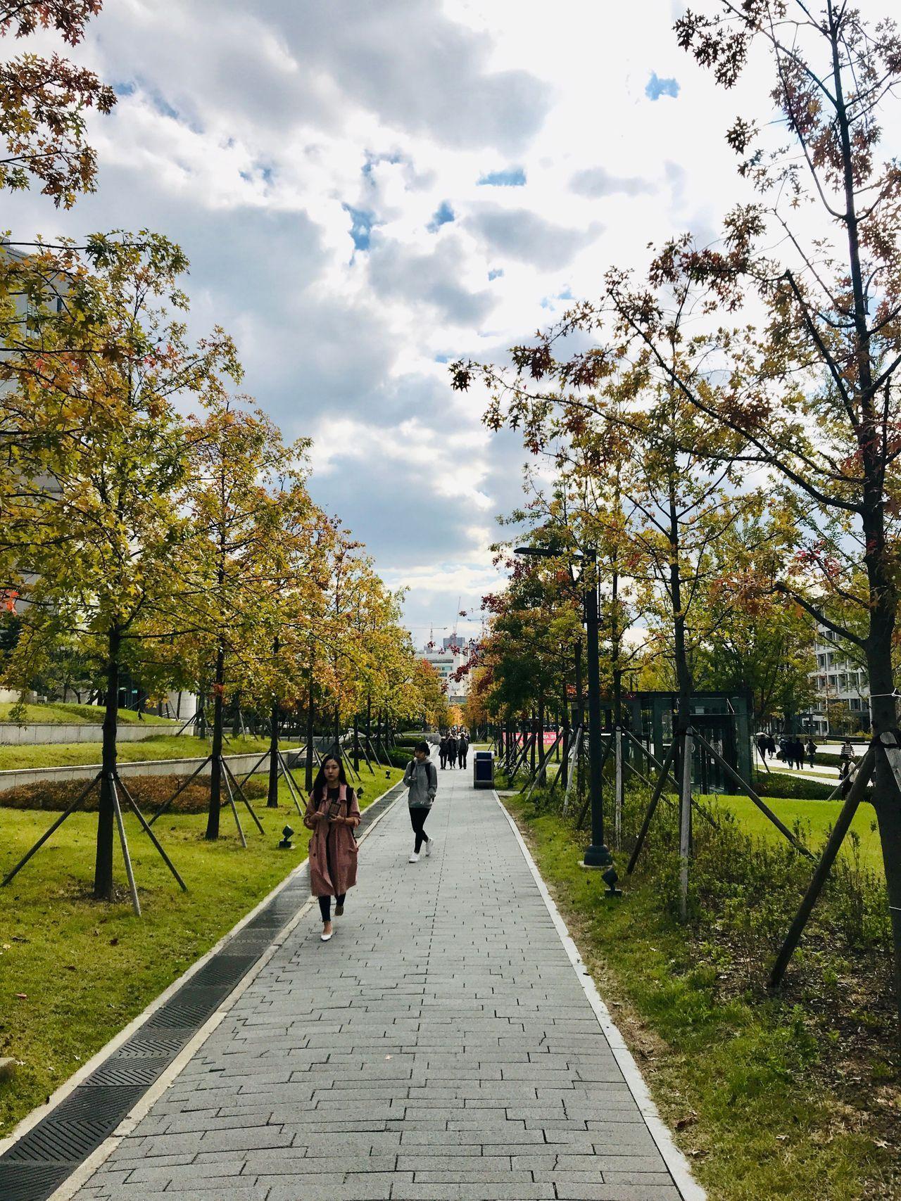 延世大学校区的绿树夹道，营造出森林般的宁静氛围。